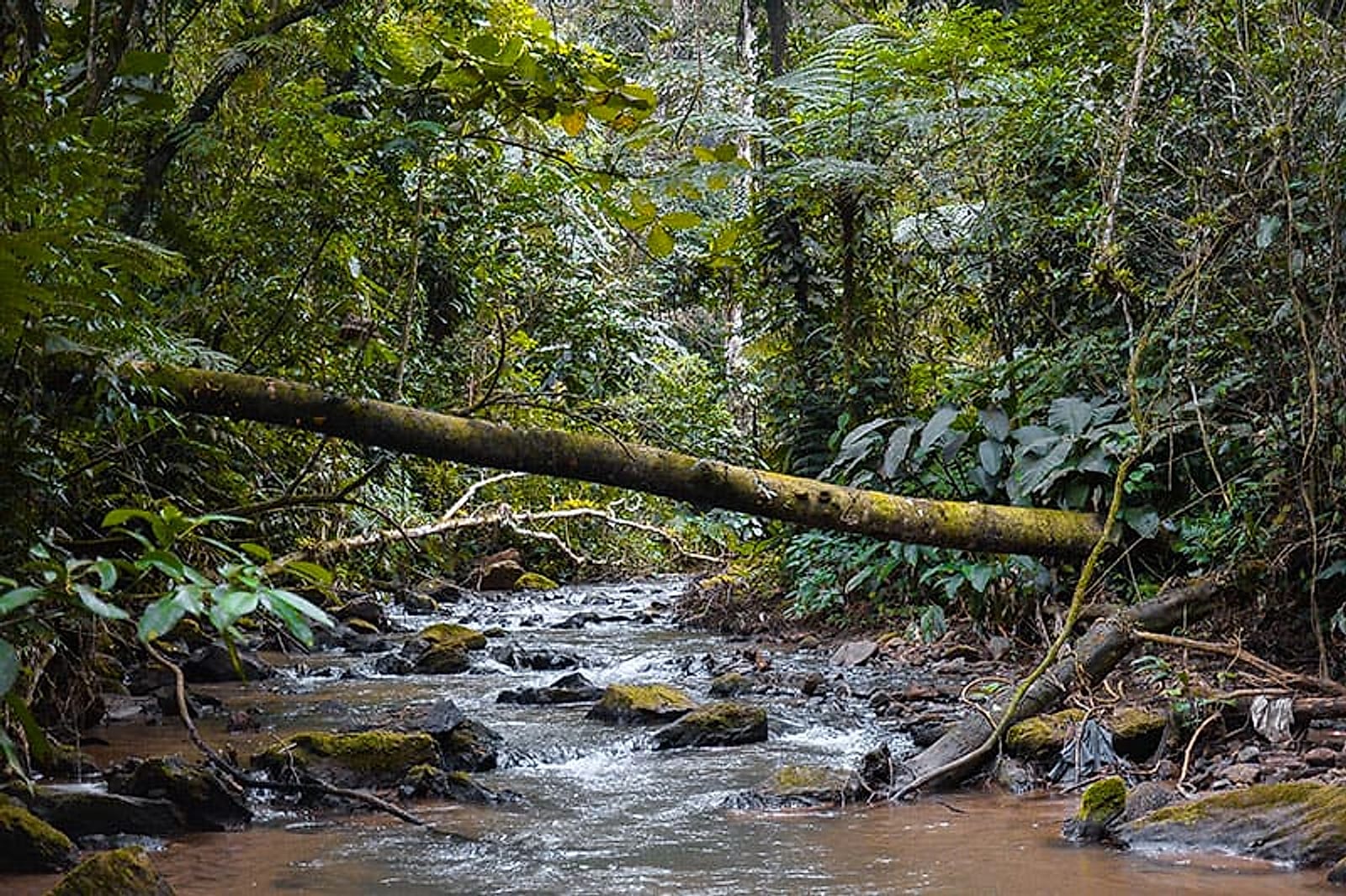 Acervo de campo da Biotropica — fauna, flora e biomas