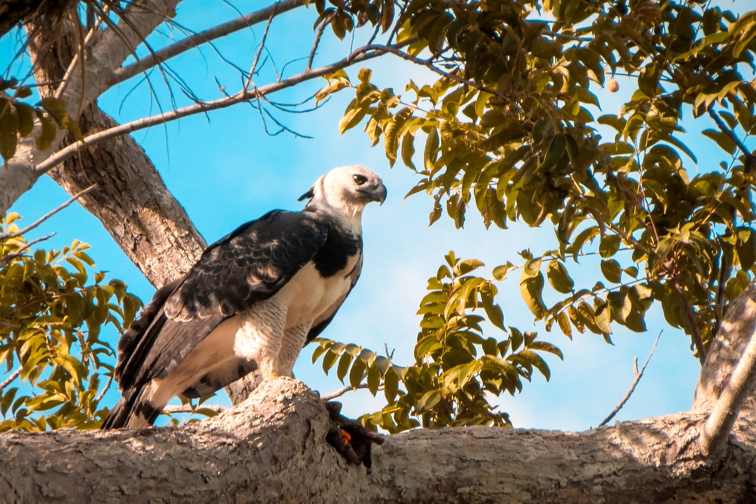 Acervo de campo da Biotropica — fauna, flora e biomas