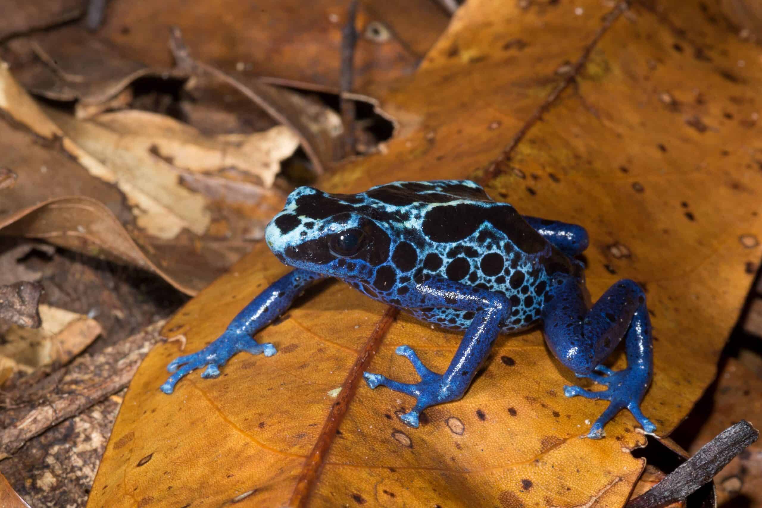 Dendrobates tinctorius_sapo-flecha 2_comp